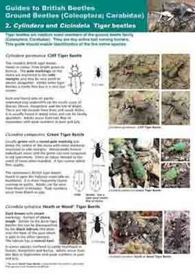 Tiger-Beetles Cylindera and Cicindela