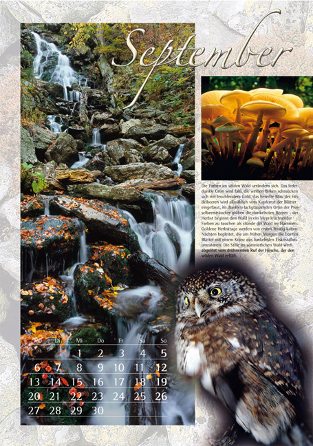 Waldwildnis grenzenlos - 