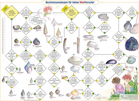Bestimmungsbogen f&uuml;r kleine Wattforscher - Miriam Liedvogel