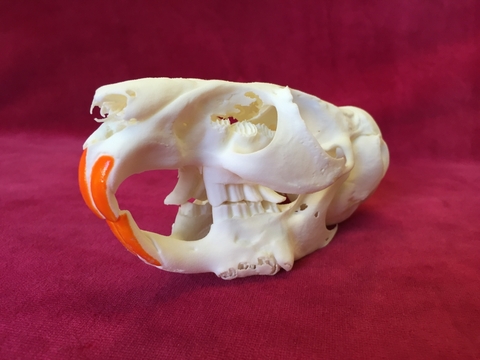 Chinchilla-Sch&auml;del, handbemalt mit typischen Ver&auml;nderungen