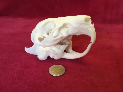 Meerschweinchensch&auml;del in 2-facher Lebensgr&ouml;&szlig;e