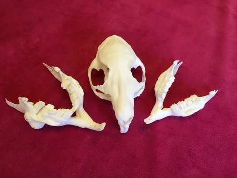 Meerschweinchensch&auml;del in 1,5-facher Lebensgr&ouml;&szlig;e