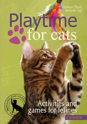 Playtime for cats