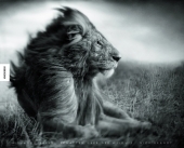 A Shadow Falls - Nick Brandt