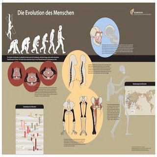 Die Evolution des Menschen - Poster