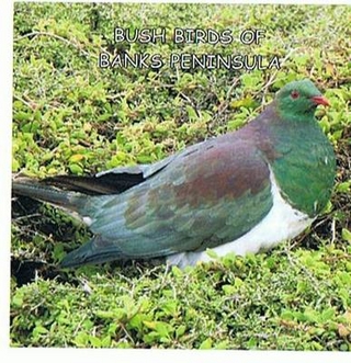 Bush Birds of Banks Peninsula