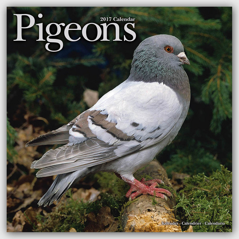 Pigeons Calendar 2017 -  Avonside Publishing Ltd