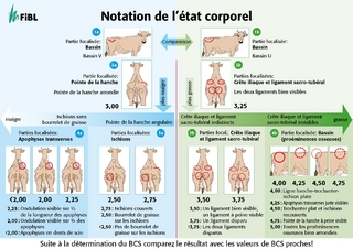 Notation de l'état corporel