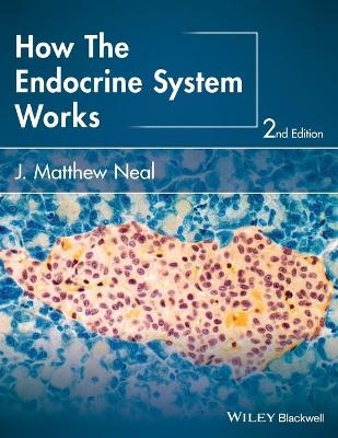 How the Endocrine System Works