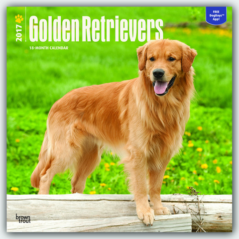 Golden Retrievers 2017 Wall