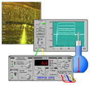 Virtual Physiology - SimHeart, SimMuscle, SimNerve, SimPatch, SimVessel / SimPatch: Patch-Clamp im virtuellen Physiologie-Labor - Horst Schneider, Martin Ch Hirsch, Hans A Braun, Karlheinz Voigt, Rufus Rieder, Christoph Koch