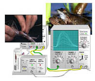 Virtual Physiology - SimHeart, SimMuscle, SimNerve, SimPatch, SimVessel / SimMuscle: Nerv-Muskel-Präparate im virtuellen Physiologie-Labor (am Frosch-Muskel)