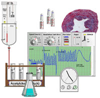 Virtual Physiology - SimHeart, SimMuscle, SimNerve, SimPatch, SimVessel / SimVessel: Glatte Muskulatur im virtuellen Physiologie-Labor - Martin Ch Hirsch, Hans A Braun, Karlheinz Voigt, Michael Wickermann, Carsten Eichmann, Rainer Steenhusen, Rufus Rieder, Christoph Koch, Horst Schneider