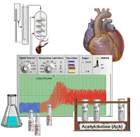 Virtual Physiology - SimHeart, SimMuscle, SimNerve, SimPatch, SimVessel / SimHeart: Experimente am Langendorff-Herzen im virtuellen Physiologie-Labor