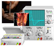 Virtual Physiology - SimHeart, SimMuscle, SimNerve, SimPatch, SimVessel / SimNerv: Simulation von Summenaktionspotentialen peripherer Nerven am Beispiel des Nervus ischiadicus des Krallenfrosches
