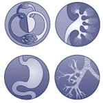 Medizinische Begutachtung innerer Krankheiten