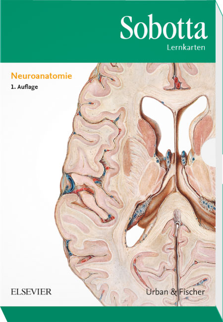 Sobotta Lernkarten Neuroanatomie - Lars Br&auml;uer, Michael Scholz