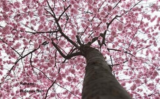 Hanami