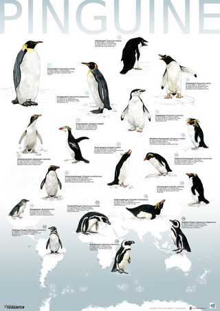 Plakat Pinguine