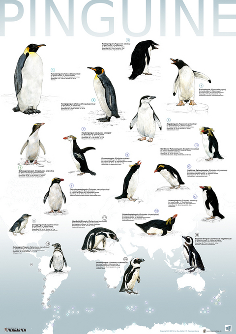 Plakat Pinguine