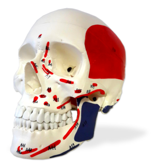 Menschlicher Schädel Classic, nummeriert