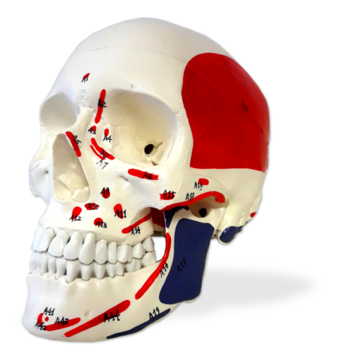 Menschlicher Sch&auml;del Classic, nummeriert