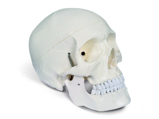 Menschlicher Schädel Classic