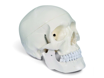 Menschlicher Sch&auml;del Classic