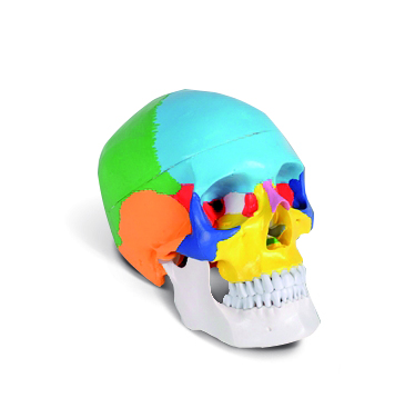Menschlicher Sch&auml;del Classic, farbig