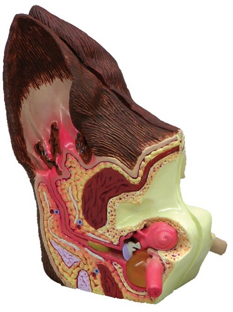 Hundeohr - gesund / infiziert
