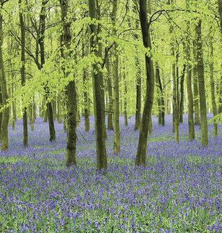 Memo Block - Bluebells