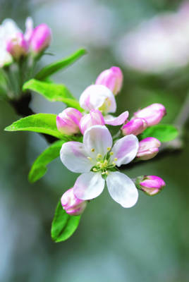 Memo Block - Apple Blossom -  Peony Press