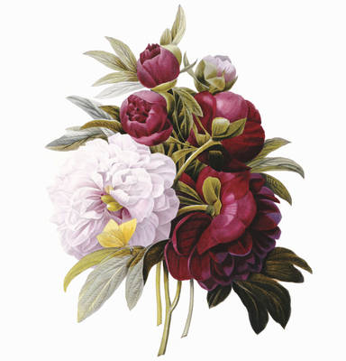 Memo Block: Redoute Peony -  Peony Press