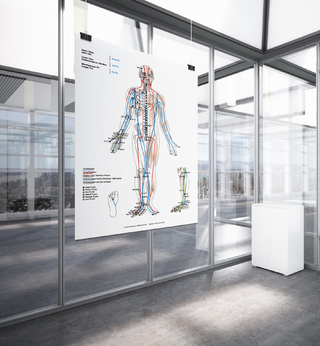 AMM & TCM Meridian Plakat Ventral DIN A2