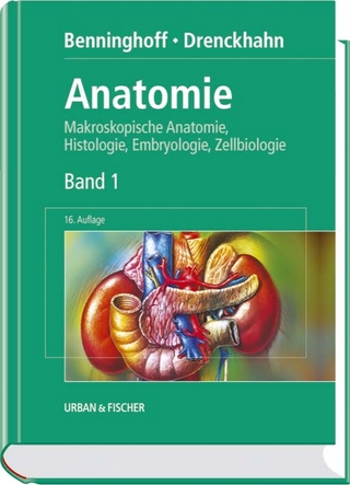 Anatomie