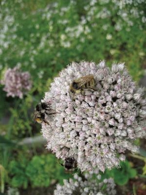 Victory Gardens for Bees