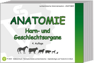 Anatomie: Harn- und Geschlechtsorgane