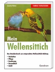 Mein Wellensittich