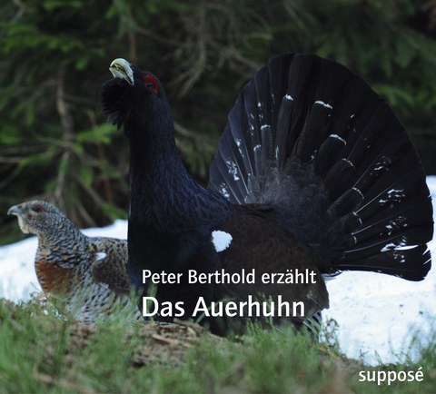 Das Auerhuhn - Peter Berthold, Klaus Sander