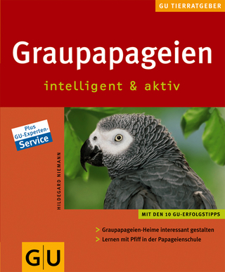 Graupapageien intelligent und aktiv