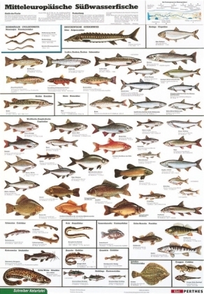 Mitteleuropäische Süßwasserfische
