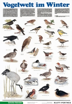 Vogelwelt im Winter