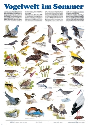 Vogelwelt im Sommer