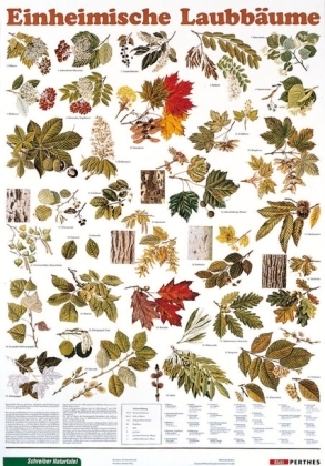 Einheimische Laubbäume