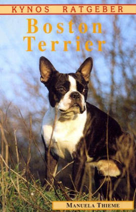 Boston Terrier