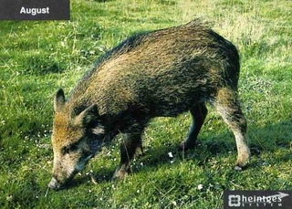 Ansprechen von Schalenwild. Lernkarten