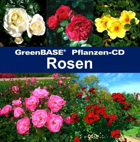 Rosen - 