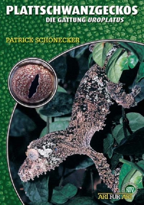 Plattschwanzgeckos - Patrick Sch&ouml;necker