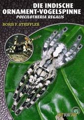 Die Indische Ornamentvogelspinne