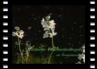 Erfolgsrezepte der Phytotherapie